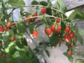 Goji Berry Bare Root Live Plant - 3 Roots, 4"-8" Long, Lycium barbarum, Ready to Plant