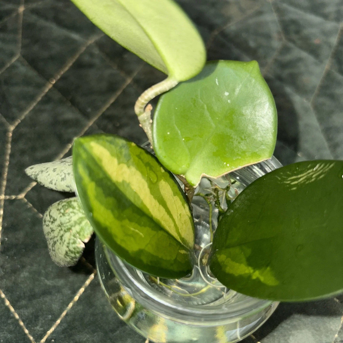Hoya Rooted Cuttings Set - Chelsea, Sigillatis & Lisa - Tropical Houseplants for Indoor Gardening - Hoya spp.