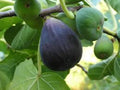 Black Mission Fig Tree Starter Plant - 3 Pack Ficus Carica Edible Fruit Tree, Everbearing Variety, Perfect for Home Garden