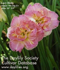 Daylily Plant - Lacy Doily - Pink Double Rebloomer - Hemerocallis 'Lacy Doily' - Live Plant