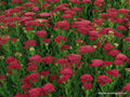 Yarrow Vintage Red Perennial Edible Starter Plant 6+ Inches - Achillea Millefolium - Zones 3-8