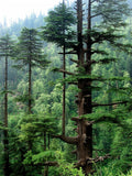 Himalayan Cedar Seeds, 10 Pack, Deodar Cedar (Cedrus deodara) for Planting, Evergreen Tree Seeds