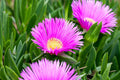 30 pc Live Ice Plant Cuttings for Rooting | Ground Cover | Delosperma spp. | Succulent Ground Cover Plants