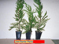 Leyland Cypress Tree Starter Plants - 100 Bare Root Evergreen Hedge Plants, Cupressocyparis leylandii, Fast Growing, Full Sun