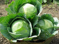 Cabbage Seeds 1000+ Heirloom Danish Ballhead NON-GMO Fresh Seeds for Planting Brassica oleracea