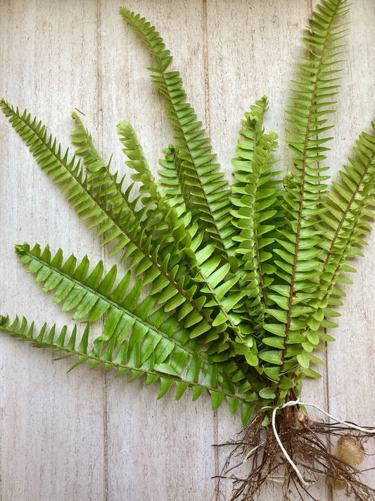 Rooted Ferns - 20 Pack - Assorted Varieties - Ideal for Home Decor and Gardening - Indoor/Outdoor Plants