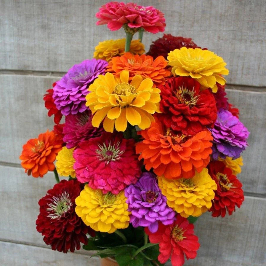 California Giant Zinnia Seeds - Rainbow Rose Color - Flower Seed for Garden - Zinnia elegans