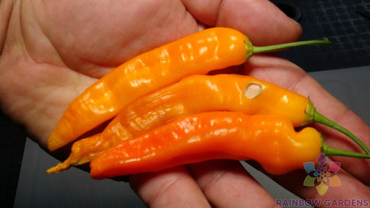 Aji Ahuachapau Hot Pepper Seeds - 25+ Pack - Organic Spicy Pepper Seeds for Garden Planting - Capsicum baccatum