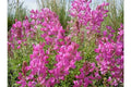 Utah Northern Sweetvetch Seeds - 51+ Drought Tolerant Native Wildflower, Heat & Cold Resistant, Poor Soil Adaptable