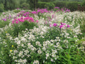 Perennial Bouncing Bet Plants - 12 Bare-Root Saponaria officinalis - Pink/Rose/White Blooms - Pollinator Friendly, Erosion Control