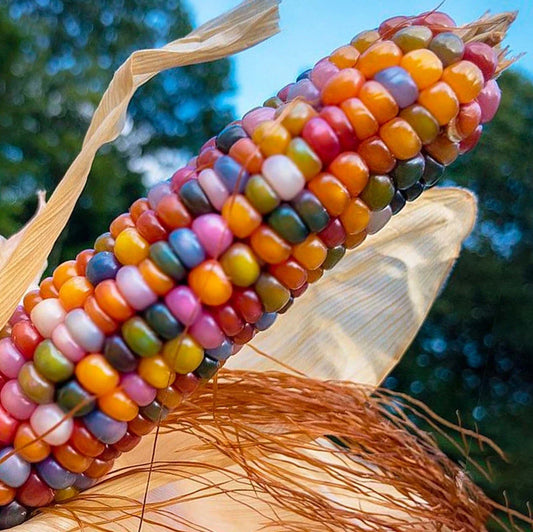 25 Organic Glass Gem Indian Corn Seeds for Planting - Vibrant Colorful Variety (Zea mays)