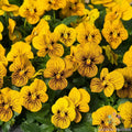 Sorbet Tiger Eye Pansy Seeds - 200+ Count - Viola x wittrockiana - Garden Flowers - USA
