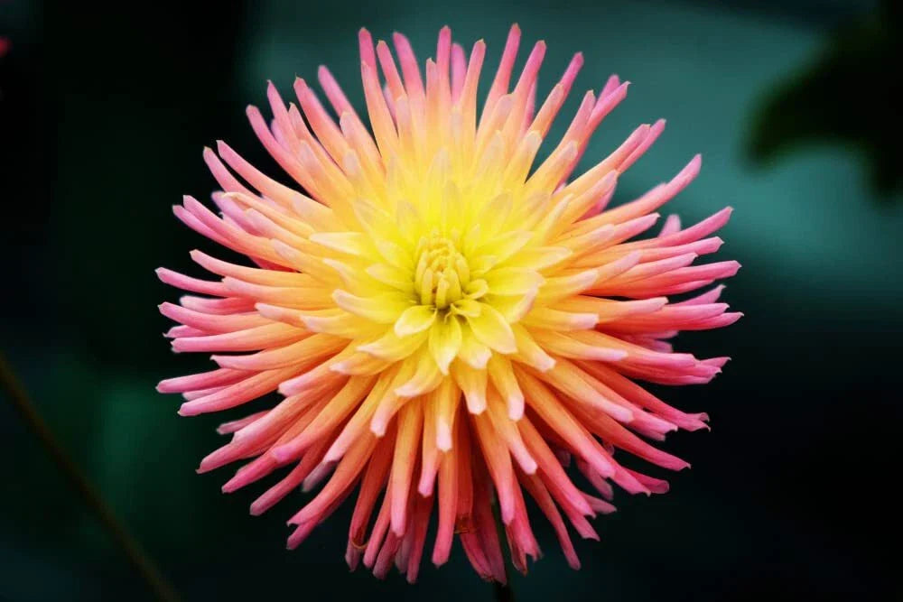 Cactus Dahlia Seeds - 50+ Mixed Color Pack - Dahlia pinnata - Non-GMO, USA Made, Ships from Iowa