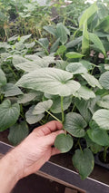 Live Plant - 5 Inch+ Piper Umbellatum - Rare Medicinal Herb - Tropical Cultivated Plant - Chemical-Free