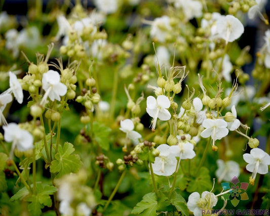 25+ White Geranium Seeds for Garden Planting - Pelargonium × hortorum - USA