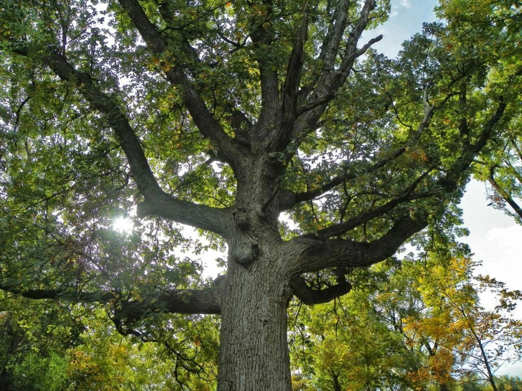 Bur Oak Seedlings (2) 24" Tall Trimmed 13-18" with Free Orange Tree (Quercus macrocarpa)