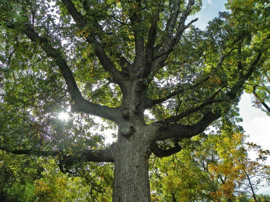 Bur Oak Seedlings (2) 24" Tall Trimmed 13-18" with Free Orange Tree (Quercus macrocarpa)