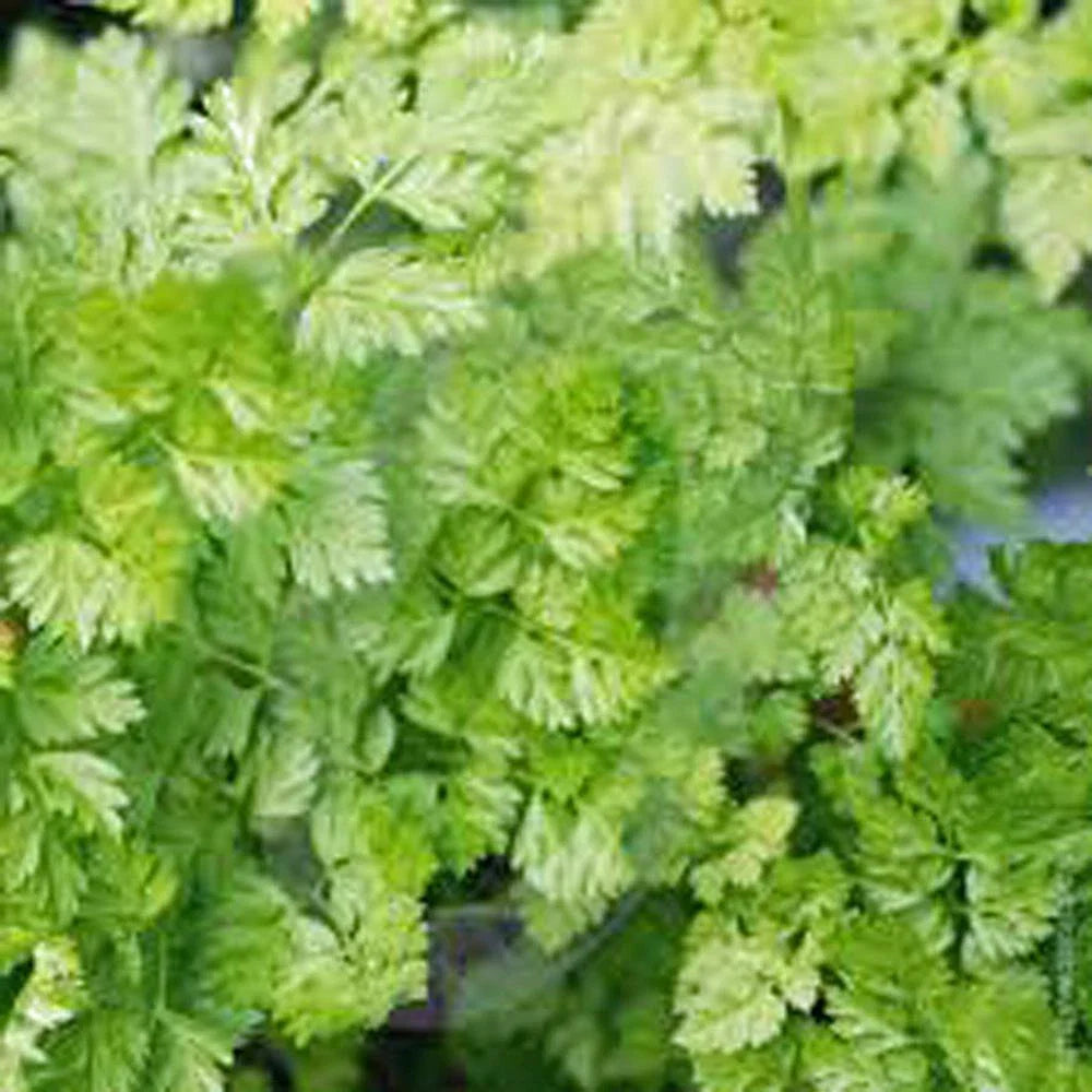 Chervil Seeds, Heirloom NON-GMO, 1000+ Seeds, Anthriscus cerefolium