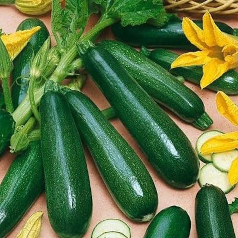 50+ BLACK BEAUTY Zucchini Seeds - Heirloom, Non-GMO, Organic - Cucurbita pepo