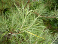 Rosemary Willow Tree Cuttings - 50 Pack - Attractive Landscape Bush - Salix rosmarinifolia