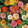 Zinnia Seeds Bulk Dwarf 500 Seeds Non-GMO Petite Short Landscape Variety (Zinnia elegans)