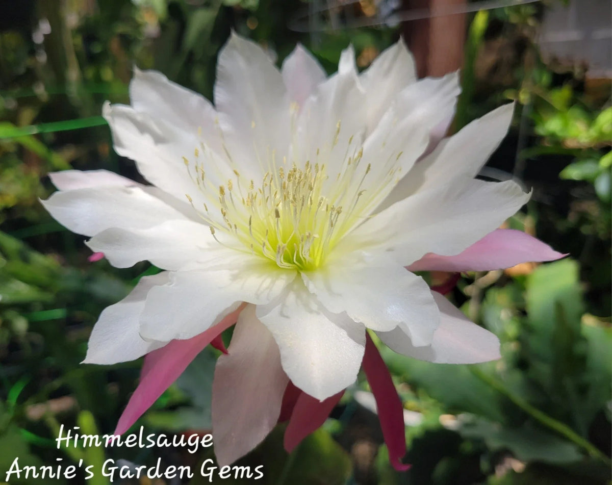 Epiphyllum Himmelsauge Cuttings | Orchid Cactus | 8-10 inches Long | Ideal for Indoor Gardening