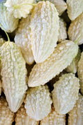 Exotic Bitter Gourd Seeds - 10 Pack, White Variety, Bitter Melon (Momordica charantia) for Planting