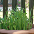 Cat Grass Seeds 100+ Pack | Crested Wheat Grass | Pet Safe Indoor Plant | USA Seller