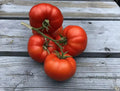 Sub Arctic Plenty Tomato Seeds - 30+ Heirloom Organic NON-GMO - Early Maturing Variety - Solanum lycopersicum