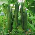 Carmen Cucumber Seeds - 25+ Pack - Heirloom Variety for Garden Planting - Cucumis sativus