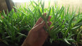 Live Cooper's Ice Plant Cuttings 3-4 Inches Tall, Coastal Pig Face, Delosperma cooperi, Succulent Ground Cover