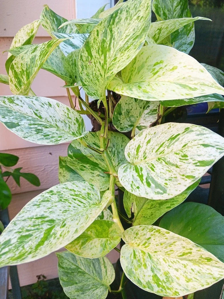 Snow Marble Queen Pothos Cuttings - 3 Fresh Cuttings - Epipremnum aureum - No Roots - Indoor Plant Propagation Supplies