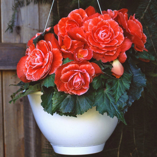Begonia Seeds 1000 Count Hot Tip Salmon (Begonia spp.) - Non-Californian Shipping, Perfect for Home Gardening