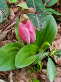 Pink Lady's Slipper Bare Root Plants, Cypripedium Acaule, Many Mature, Native Orchid, Perennial Garden Flowers