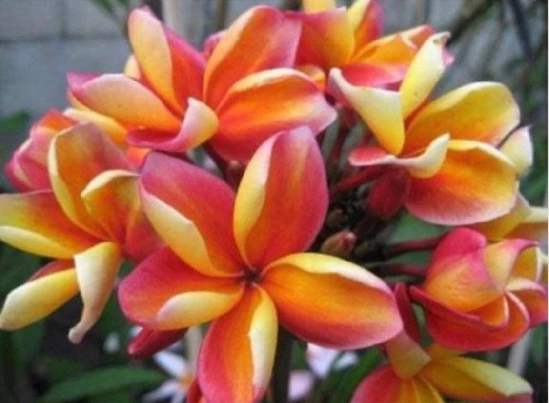 Rooted Plumeria Plant Cutting - Makaha Sunn - 10" with 2 Big Tips - Frangipani (Plumeria)