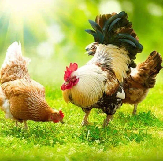 Chicken Forage Seed Mix - 25 lbs - Better Eggs and Meat, Annual & Perennial Ryegrass, Organic Blend, Gallus gallus domesticus