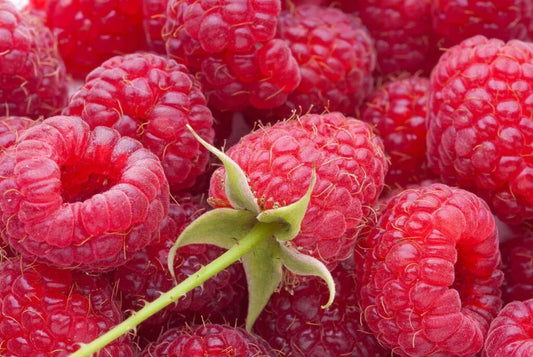 Everbearing Heritage Raspberry Cuttings - 10 Thin Unrooted Cuttings - Rubus idaeus