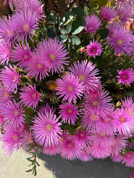 Magenta Ice Plant Cuttings - 10x Delosperma Cooperi - Hardy Ground Cover Succulent for Gardens and Landscaping