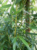 Fargesia Robusta "Wolong" Bamboo Plant - 12" Tall - Hardy Clumping Bamboo for Privacy and Landscaping