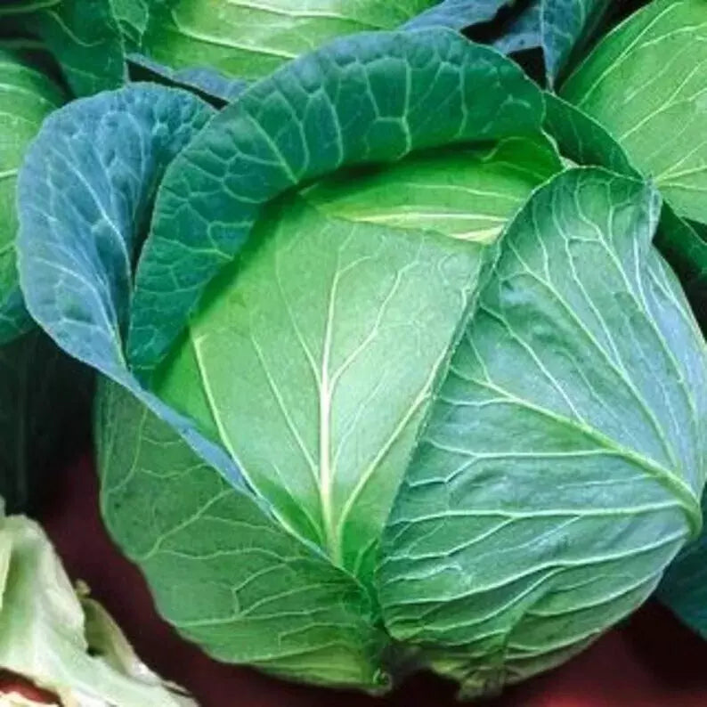 Cabbage Seeds - 400+ Heirloom Danish Ballhead - Non-GMO - Fresh - Brassica oleracea
