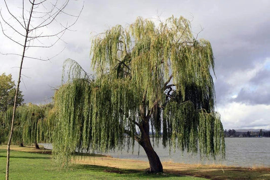 32 Thin Gold Weeping Willow Tree Cuttings for Planting - Salix babylonica