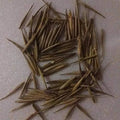 Rare Black Bamboo Seeds - 100+ Count - Exotic Fast Growing Seeds - Perfect for Planting - Bambusa vulgaris