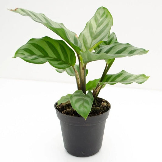 Calathea Freddie Live Rooted Starter House Plant | Easy Care Indoor Plant | Calathea lancifolia