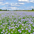 Blue Flax Seeds - 1000+ Count - Native Wildflower Perennial - Linum perenne - Drought Tolerant Summer Garden Planting