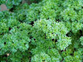 Heirloom Triple Curled Parsley Seeds, Non-GMO, 25+ Seeds, Petroselinum crispum