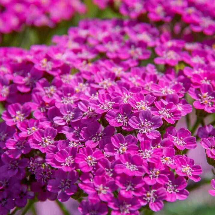 Cerise Queen Yarrow Seeds | Non-GMO Flower Seeds | Achillea millefolium | Garden Planting Supplies
