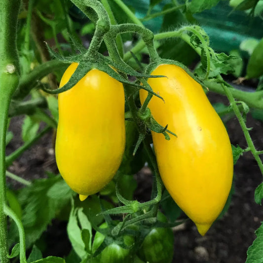 Banana Legs Tomato Seeds, NON-GMO, Determinate, Pasting/Slicing Variety, Solanum lycopersicum - Free Shipping