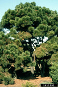 Loblolly Pine Tree Live Plant 12-16 Inches Set of 2 Pinus taeda Hardy for Zones 5-9 Ideal for Landscaping and Reforestation