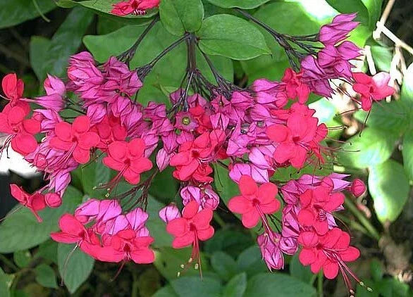 Bleeding Heart Starter Plant - Java Red - Clerodendrum Delectum - Red & Purple Foliage