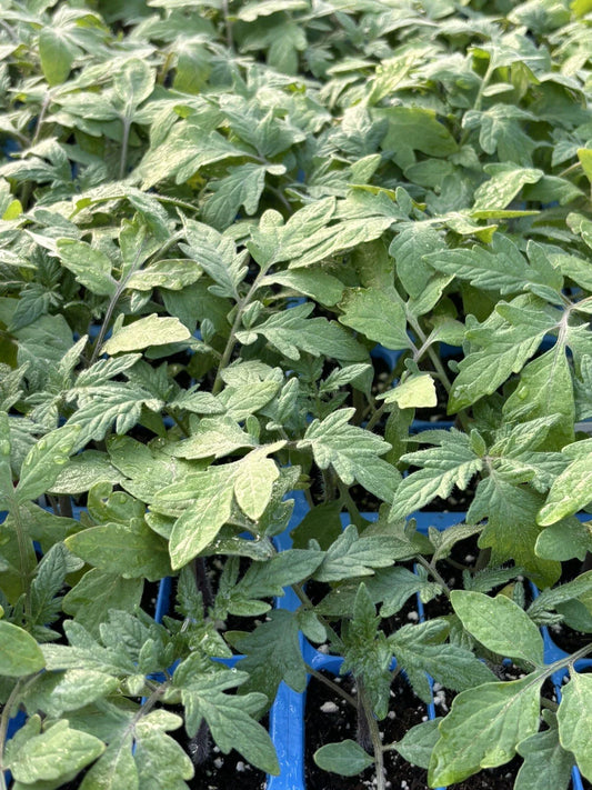 Big Beef Tomato Live Plants - Lot of 2 - 60+ Days Old - Solanum lycopersicum